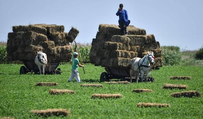 Unos granjeros utilizan carros tirados por caballos para recoger las balas de paja en Smardan, al sur de Rumanía, el 3 de agosto de 2018.