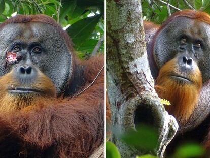 Este orangután de Sumatra pudo salir herido de una pelea con otro macho. En la composición, el resultado del enfrentamiento (a la izquierda) y su curación, con una pequeña cicatriz, semanas después.