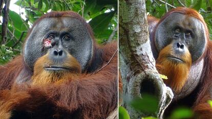 Este orangután de Sumatra pudo salir herido de una pelea con otro macho. En la composición, el resultado del enfrentamiento (a la izquierda) y su curación, con una pequeña cicatriz, semanas después.