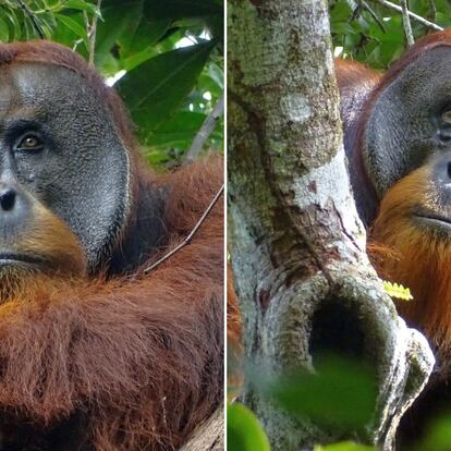 Este orangután de Sumatra pudo salir herido de una pelea con otro macho. En la composición, el resultado del enfrentamiento (a la izquierda) y su curación, con una pequeña cicatriz, semanas después.