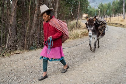 La campesina y líder comunitaria, María Rodríguez, camina con su mula tras recolectar leña.