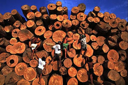Niños brasileños juegan en una pila de troncos de madera en la Amazonia.