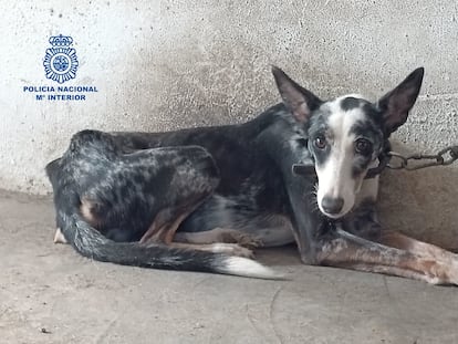 La Policía Nacional rescata a un perro a punto de morir en una finca de la Axarquía, Málaga.