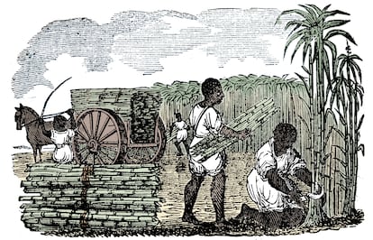 Engraving by an unknown artist showing slaves picking sugar cane in Louisiana