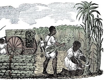 Engraving by an unknown artist showing slaves picking sugar cane in Louisiana, 1833.