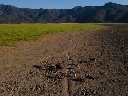 Vacas caminan en el lecho de la laguna de Aculeo, en Paine (Chile), durante una sequía en diciembre de 2022.