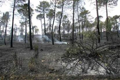 Zona de Guadalajara arrasada por el fuego causado por una barbacoa.