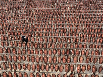 Año de peces, año de bienes