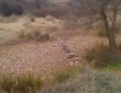 Imagen de un tramo del río Bullaque completamente seco tomada este sábado.