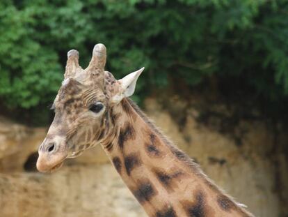 Sacha, la semental jirafa, en el zool&oacute;gico de Dou&eacute;-la-Fontaine (Francia).