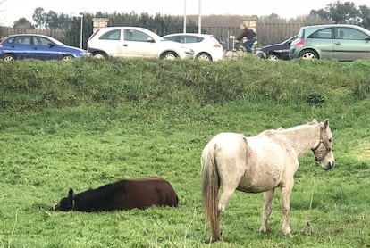 Dos caballos abandonados en Lugo.