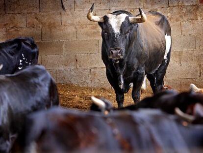 The world-famous bull Rat&oacute;n, who became notorious after claiming a number of victims at local fiestas.