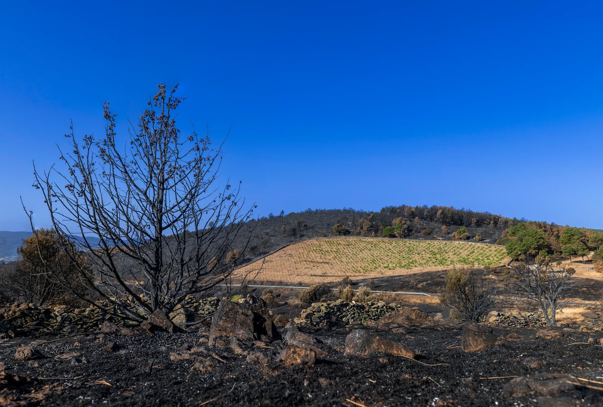 La huella de los incendios en los viñedos
