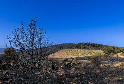 La viña del Alto de la Estrella, tras el incendio de Cebreros (Ávila) de este verano. 