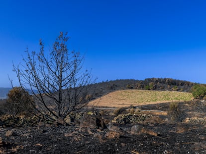 La viña del Alto de la Estrella, tras el incendio de Cebreros (Ávila) de este verano. 