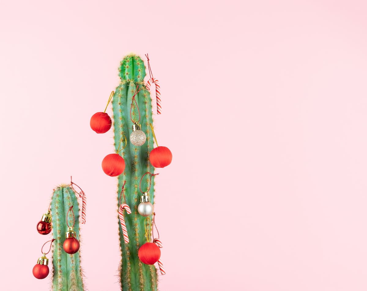 Las alternativas al árbol de Navidad clásico: decorar un cactus, la ...