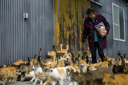 Los gatos rodean a una mujer que lleva una bolsa de comida para gatos.