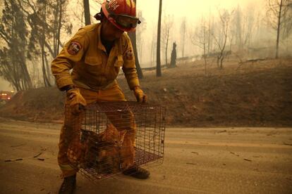 Un bombero transporta el pasado viernes una jaula con gatos rescatados del incendio de Paradise.