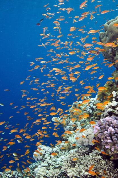 Parque Nacional Marino de Sanganeb y Parque Nacional Marino de la Bahía de Dungonab y la Isla de Mukkawar, Sudán.