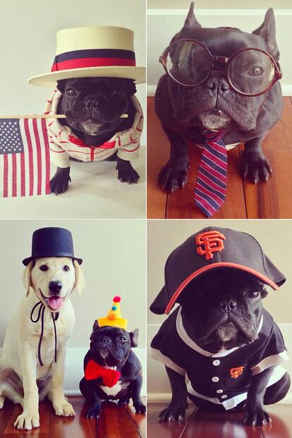 @TrotterPup es un bulldog francés de San Francisco, con más de 168.000 seguidores en Instagram, tampoco tiene desperdicio. Su pasión, los sombreros en todas sus versiones: gorras, borsalinos, boinas... Aunque también presume (o le hacen presumir) de maxi gafas de pasta.