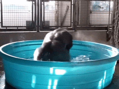 Dança aquática desse primata em um zoológico é uma demonstração de felicidade, segundo especialista