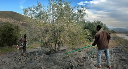 Inmigrantes varean la aceituna en un olivar de Jódar.