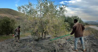 Inmigrantes  varean la aceituna en un olivar de J&oacute;dar.