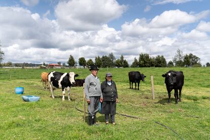 José Moreno (79) junto a su esposa María Judith (75) y sus vacas, en la comunidad de San Ramón.