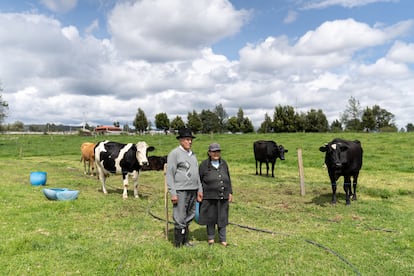 José Moreno (79) junto a su esposa María Judith (75) y sus vacas, en la comunidad de San Ramón.