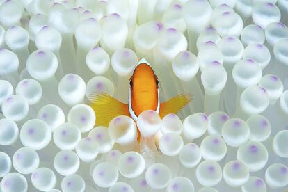 Retrato de um peixe palhaço entre os tentáculos de uma anêmona.