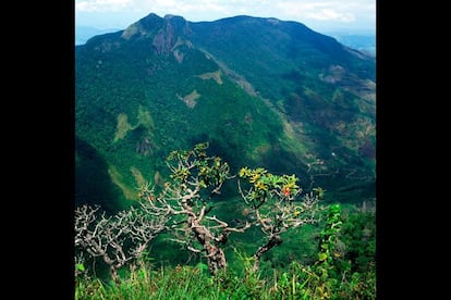 Las agrestes llanuras de Horton están en lo más alto de una zona que resulta una sorpresa en esta tierra de verdes y azules tropicales. Es uno de los pocos parques nacionales de Sri Lanka donde los visitantes pueden pasear por cuenta propia y sin guía (hay sendas señalizadas). Aunque el reclamo principal sea el Fin del Mundo, también es una maravilla cruzar a pie los prados de hierba. Eso sí, para salir de excursión al alba por esos desolados páramos hay que abrigarse un poco,suele haber escarcha. Y cuando se sale de la neblina aparece, de repente, el Fin del Mundo, y vistas de la mitad de Sri Lanka.