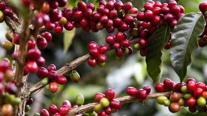 Cerezas de café.