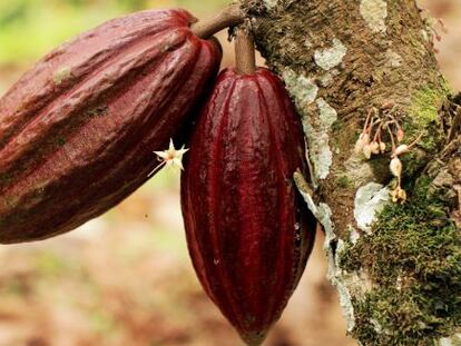 Fruto del &aacute;rbol del cacao.