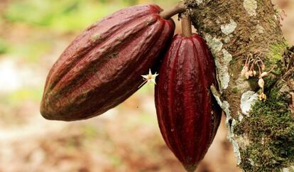 Fruto del árbol del cacao.