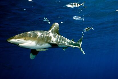 La lista roja de especies amenazadas también incluye la primera evaluación de algunos grupos marinos, como los tiburones y las rayas, susceptibles a la pesca excesiva y que están desapareciendo en todo el mundo a un ritmo "sin precedentes". En la imagen, un tiburón de aleta blanca.