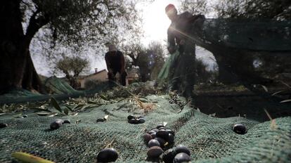 Trabajadores de un olivar.