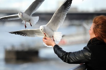 Una mujer alimenta a unas gaviotas que sobrevuelan las orilla del río Rin, en Düsseldorf (Alemania), el 16 de febrero de 2014.