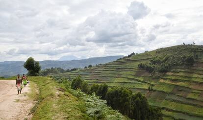 Un grupo de mujeres vuelve de trabajar en una plantación de té de la región de Bwindi. La violencia de género se utiliza a menudo como un férreo control socioeconómico para perpetuar y fomentar unas dinámicas de poder desiguales, entre ellas la propiedad y el acceso a los recursos naturales y su explotación. 