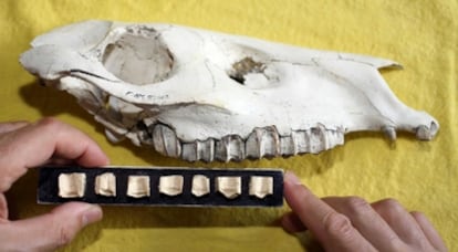 Uno de los fósiles de caballo utilizado en la investigación de desgaste de molares junto con la regla que permite medir la altura de la cúspide de los morales.