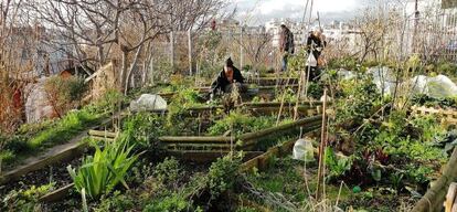 Huerta compartida en el barrio de Butte Bergeyre, Par&iacute;s.