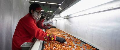 Varias empleadas trabajan en la línea de control de calidad de la cooperativa Granada-La Palma, la mayor distribuidora mundial de tomate cherry, ubicada en Motril (Granada).