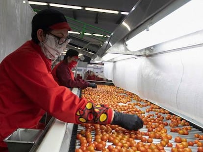 Varias empleadas trabajan en la línea de control de calidad de la cooperativa Granada-La Palma, la mayor distribuidora mundial de tomate cherry, ubicada en Motril (Granada).
