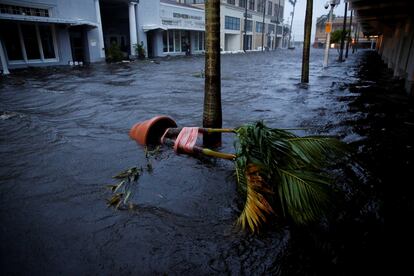 Una planta y su maceta son arrastradas por la corriente en una calle de Fort Myers.