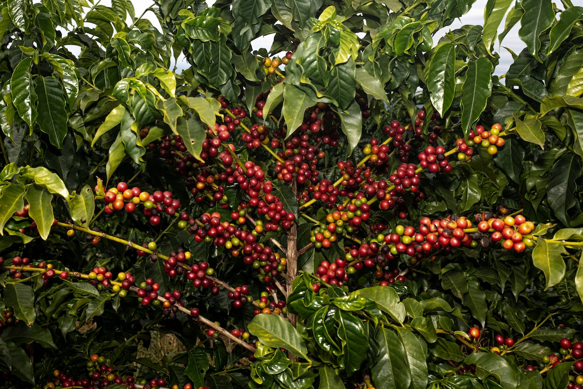 Why the price of coffee has skyrocketed: from Brazilian plantations to specialty coffee houses
