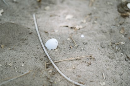 El huevo de un ave en el suelo de un sitio de restauración ambiental en el delta del río Colorado.