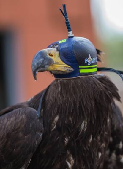 El águila calva es llamada también águila blanca o águila marina americana, una especie de América del Norte.