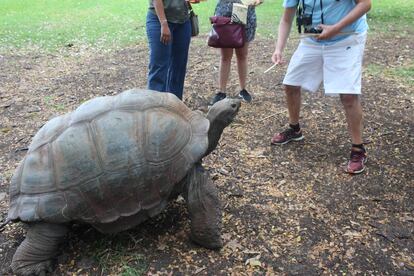 Tortuga gigante en la reserva natural Casela.