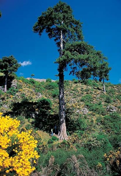 El <i>Pino del Galapán,</i> en Jaén, de 39 metros.