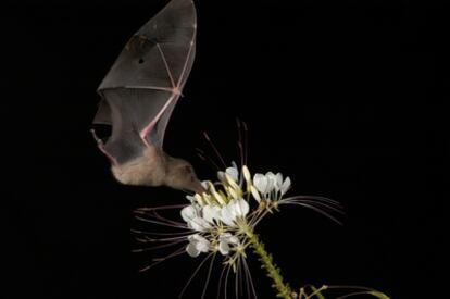 Leptonycteris yerbabuenae alimentandose de flores de cardon