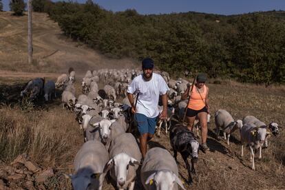 Eric y Nereida caminan junto a las ovejas en dirección al cobertizo.